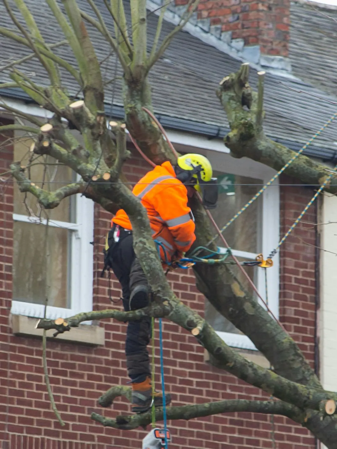 Élagueur en gilet orange démontant les branches d'un arbre devant une maison.
