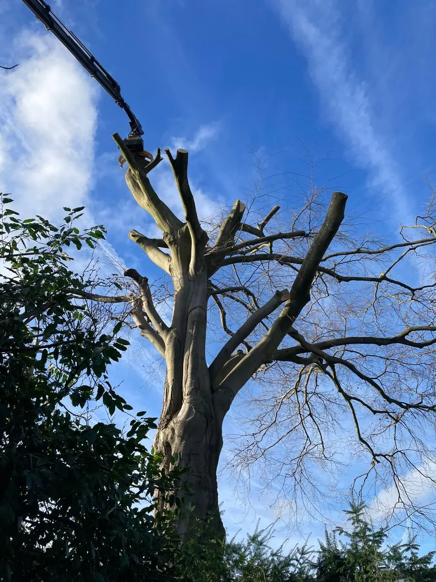 Un grand arbre étêté se découpe sur le ciel, un élagueur au sommet.