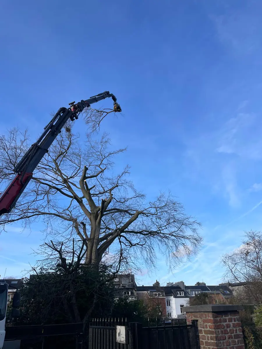 Grue à grappin refermée sur une branche haute d’un arbre sans feuilles.