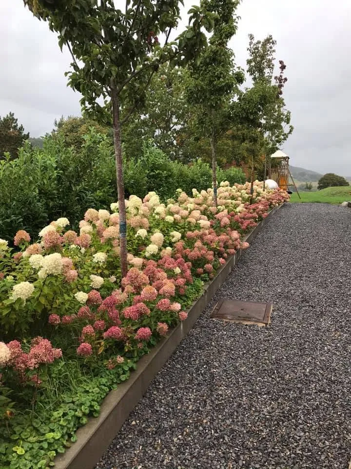 Bordure d’hortensias paniculés blancs et roses et arbres tiges le long d’une allée en gravier.
