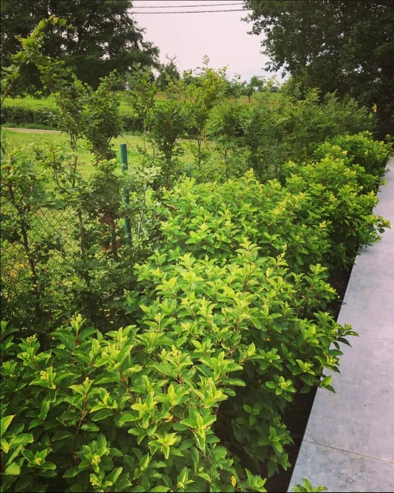Massif de jeunes arbustes bordant une allée en béton, campagne en arrière-plan.