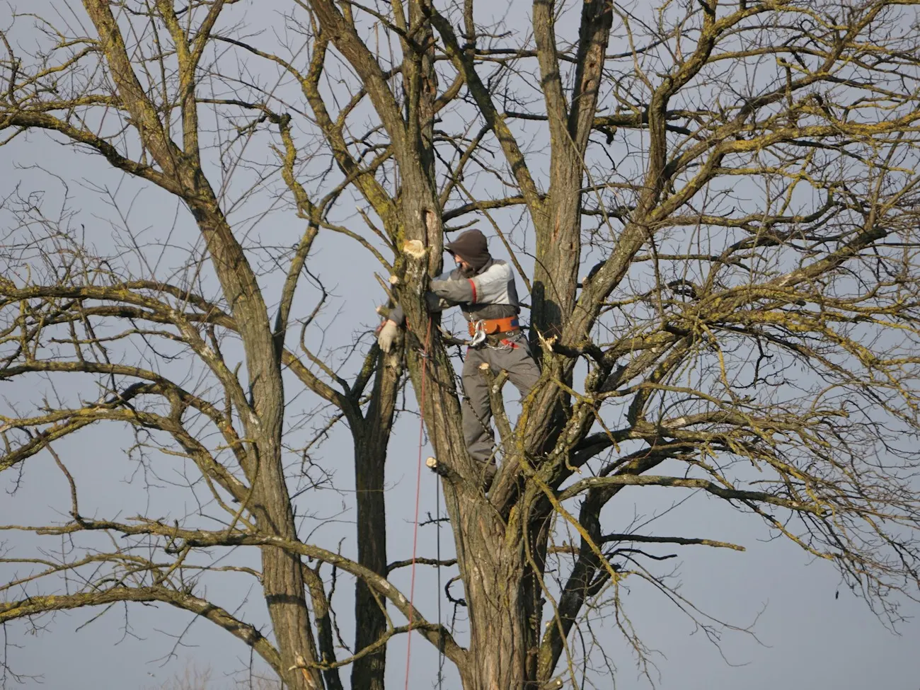 Élagueur harnaché en haut d'un grand arbre dénudé.