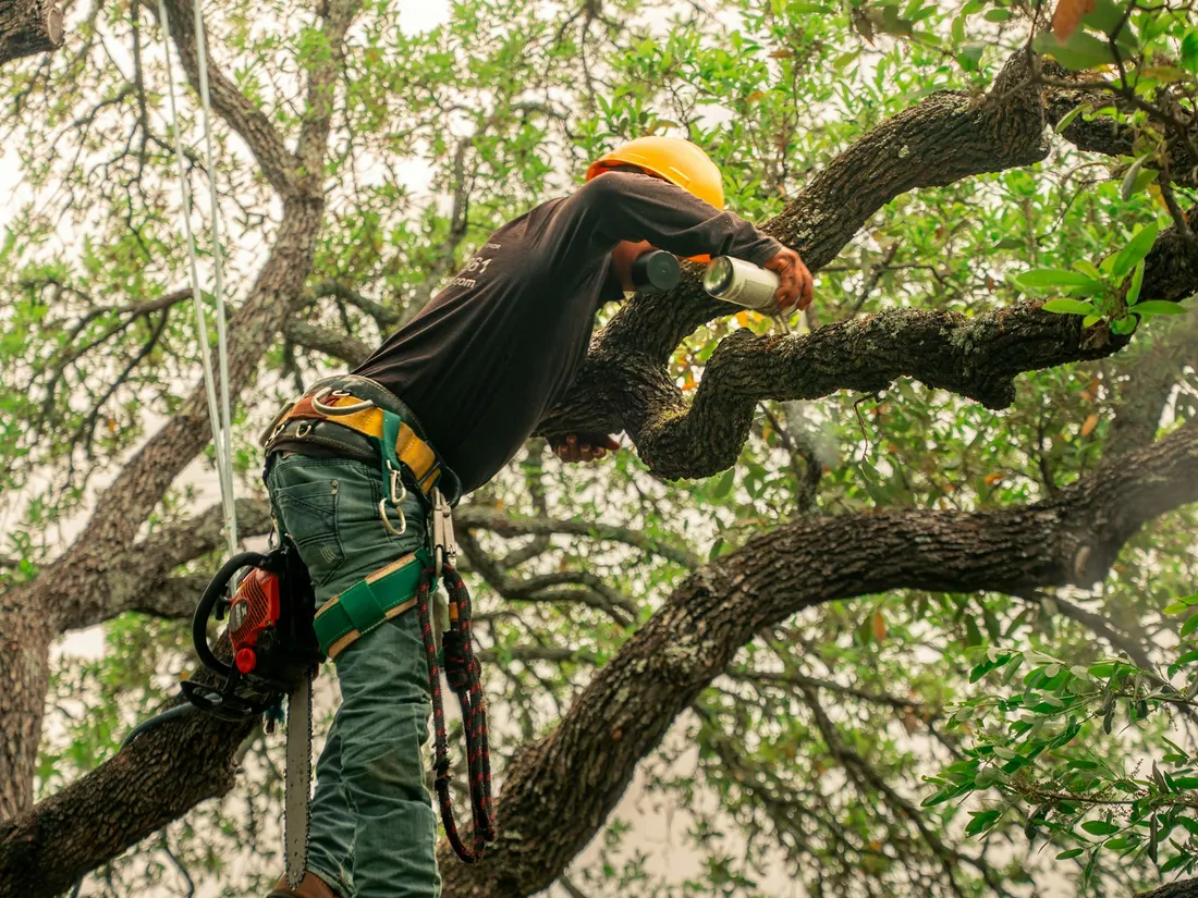 Élagueur au casque taillant une branche en hauteur.